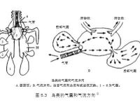 邱博士談武學(xué)：武術(shù)中的閉氣與踵息、胎息