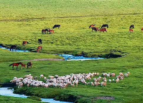 圍場滿族蒙古族自治縣林業(yè)和草原局